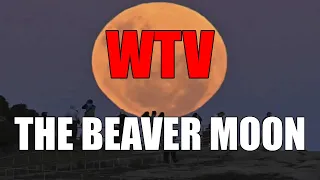 What You Need To Know About The BEAVER MOON