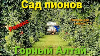 Горный Алтай 2021| Сад пионов | Локация для съёмок | Релакс