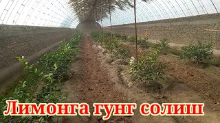 Лимонга гунг солиш усули. лимонга гунг чиринди кандай солиш керак