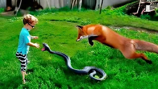 Raposa salva criança de ataque de cobra venenosa