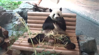 Панды в Берлинском зоопарке