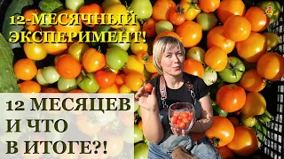 сорт София - лучший томат для открытого грунта!