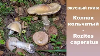 Вкусный гриб! Колпак кольчатый - Rozites caperatus.