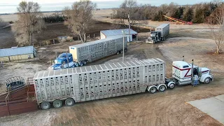 Sale Day: 3 Semi Loads of Calves