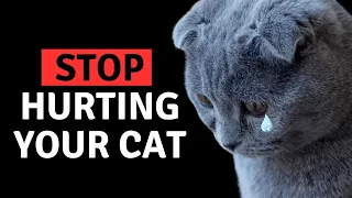 13 Things You Do That Hurt Your Cat You Must Stop Doing!