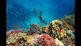 Marsa Alam – Dream Lagoon – Discoverying of Coral Reefs
