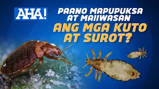 Paano mapupuksa at maiiwasan ang mga kuto at surot? | AHA!