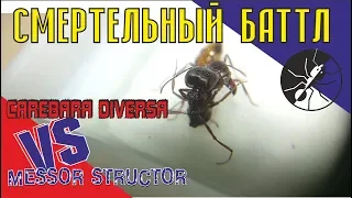 A deadly battle of the ants-soldiers. Carebara diversa vs Messor structor