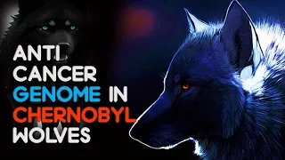 Chernobyl wolves are now resistant to harmful radiation induced cancer