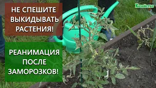 Реанимация после заморозков! Что делать и как помочь растениям?