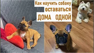 Быстрые и эффективные шаги - учим собаку оставаться дома одной.