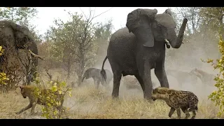 MOTHER PROTECT HER BABY | BISON VS WOLF | ELEPHANT VS HYENA