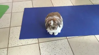 Rabbit following me