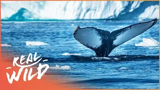 Sub-Zero Whale Hunting (Wildlife Documentary) | Hunting The Ice Whales | Real Wild