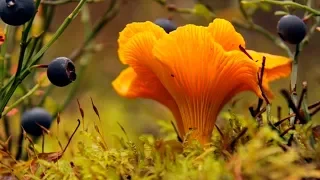 Как вырастить много грибов мицелий белый гриб мицелий лисичка на своем участке