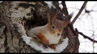 Белка и три её дупла / Squirrel and its three hollows