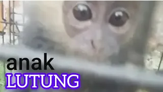 #satwa diLindungi#lutung Jawa#anak lutung#primata#bbksda Jatim@bejountung9623 @Bagoes Channel||