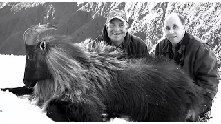 Tahr Hunt in New Zealand