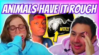 Casual Geographic - Animals that got the MIDDLE FINGER from evolution | Eli and Jaclyn REACTION!!
