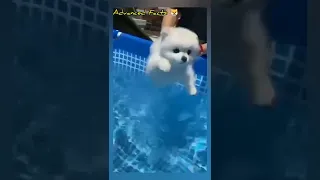 My Dog Loves Swimming in the Pool #shorts #shortvideo #viralvideo #tiktok #shortsvideo #short #viral