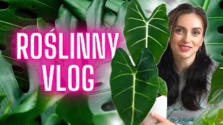 Roślinne porządki 🌱Roślinny VLOG 🌱Roślinki Gosi 🌱 Gosia i Miłosz