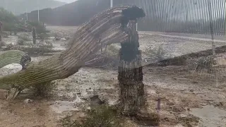 Border Wall Saguaro Deaths