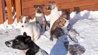 Благодарим всех за помощь приюту Дари добро Кошки и собаки ищут дом Новосибирск 2018  animal shelter