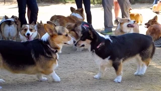 SOOO MANY CORGIS! Puppy Meets Its Family - Life After College: Ep. 349