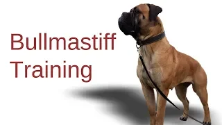 Bullmastiff Training | dog training