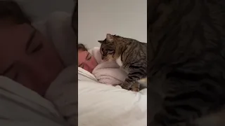 Кот Мася будит хозяйку. Cat Masya wakes up the hostess.