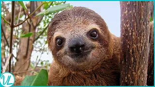 Meet The Slowest Mammel On Earth | Sloths