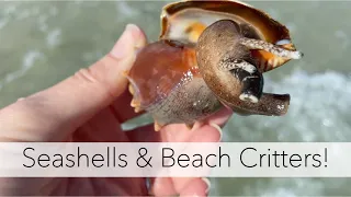 Finding sea creatures at low tide. Sea shells, critters and sunset beachcombing.