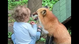 Alice the fox. Fox on a walk with a child.