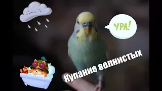 КУПАНИЕ ВОЛНИСТЫХ ПОПУГАЕВ/КАК КУПАЮТСЯ ПОПУГАЙЧИКИ!