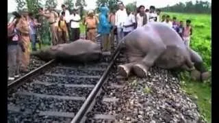 Four elephants killed by speeding train in India