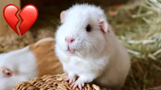 Why Doesn't My Guinea Pig Like Me?