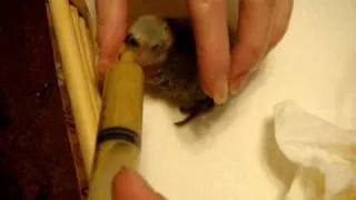 Hand feeding youngest baby lovebird on day 18 - 4-12-10 #2