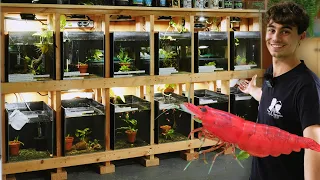 Building a Shrimp Rack for my Aquarium Store!