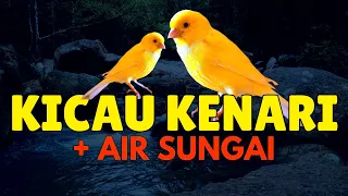 Kicau Burung Kenari & Air Sungai Untuk Terapi Kenari Paud