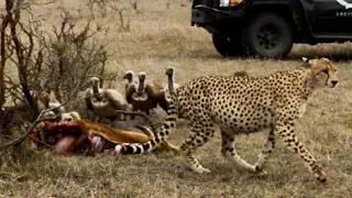 Cheetah bullied out of a meal by vultures | andBeyond Ngala | South Africa | WILDwatch
