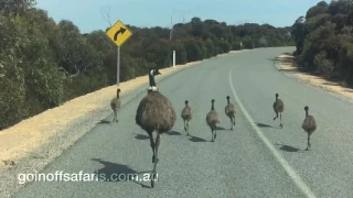 Emus Run Along Road