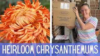 PLANT HAUL - Heirloom Chrysanthemums 🌸🌸 || Planting & Growing Chrysanthemums || Planting Mums