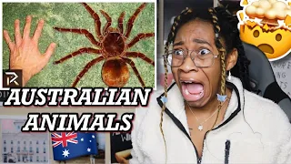 AMERICAN REACTS TO AUSTRALIA'S MOST DANGEROUS ANIMALS!! 🤯 | Favour