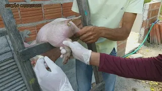 Como castrar leitão? Assista e aprenda! 🐷