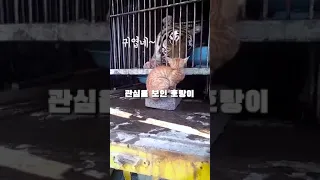 고양이를 무서워하는 호랑이 ㅋㅋ