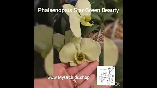 Phalaenopsis Star Green Beauty