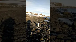 Неадекватный пингвин Адели