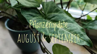 PFLANZENUPDATE | MEDALLION, SYNGONIUM & CO und etwas, das ich mal loswerden musste | PFLANZENMUDDI