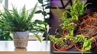 Producing more Ferns from just one bush!! How to Grow/Multiply Fern Plant