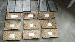 Making rice husk based particleboard using cassava root paste as binder.